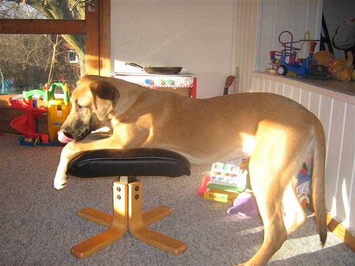 Blanding af racer fie billede 13