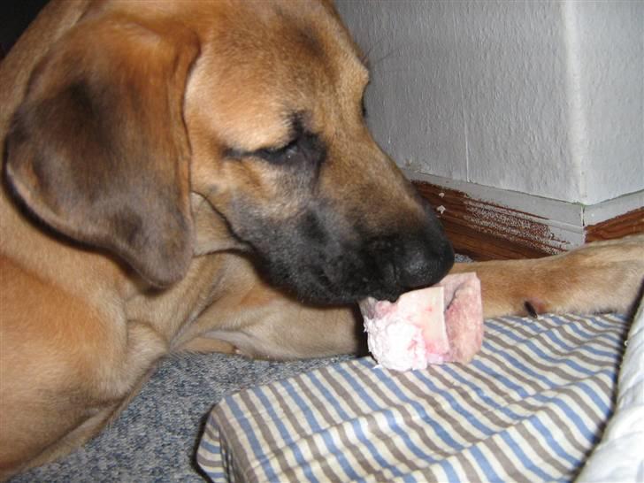 Blanding af racer fie billede 14