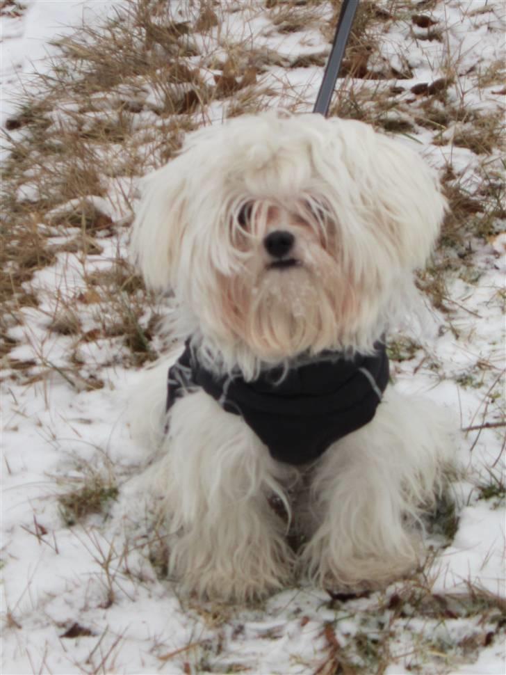 Malteser Felix - Jeg elsker at gå tur billede 12