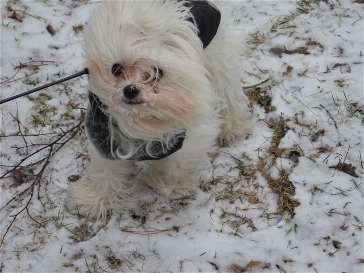 Malteser Felix - Puha hvor det blæser, jeg kan jo næsten ikke stå fast billede 13