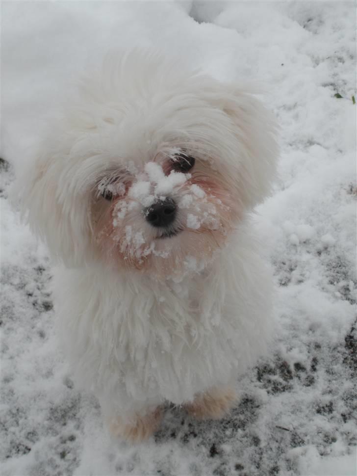 Malteser Felix billede 14