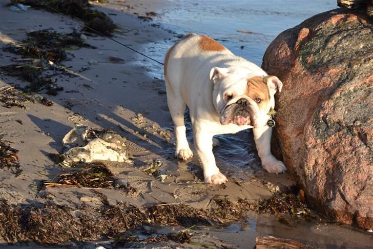 Engelsk bulldog Link billede 18