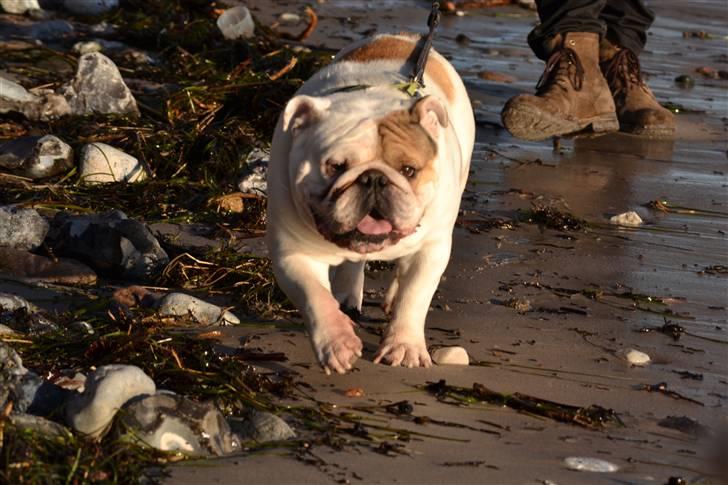 Engelsk bulldog Link billede 19