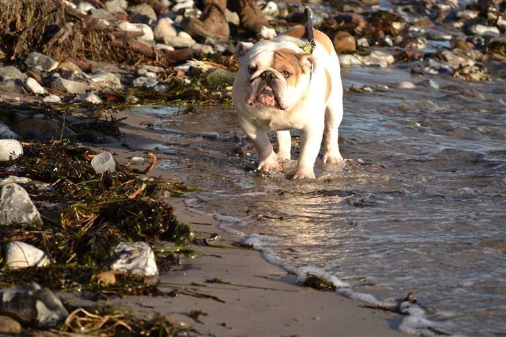 Engelsk bulldog Link billede 20