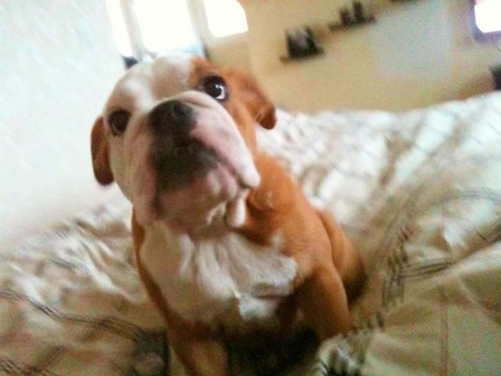 Engelsk bulldog R.I.P Emma billede 6