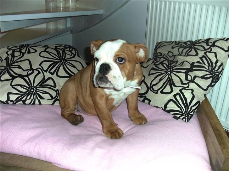 Engelsk bulldog R.I.P Emma billede 7