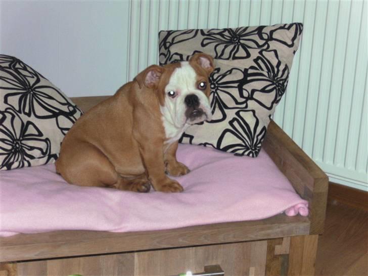 Engelsk bulldog R.I.P Emma billede 8