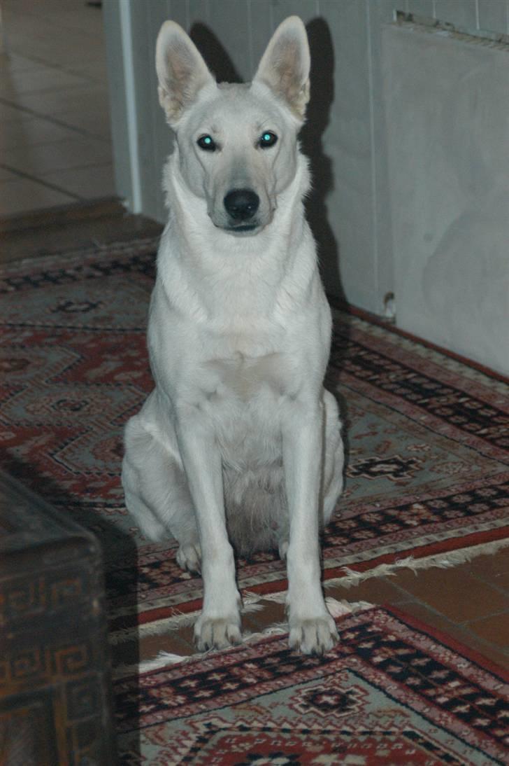 Hvid schæfer Fru.Larsen - mor siger jeg er verdens smukkeste hund .. men hun siger jo såmeget  billede 17
