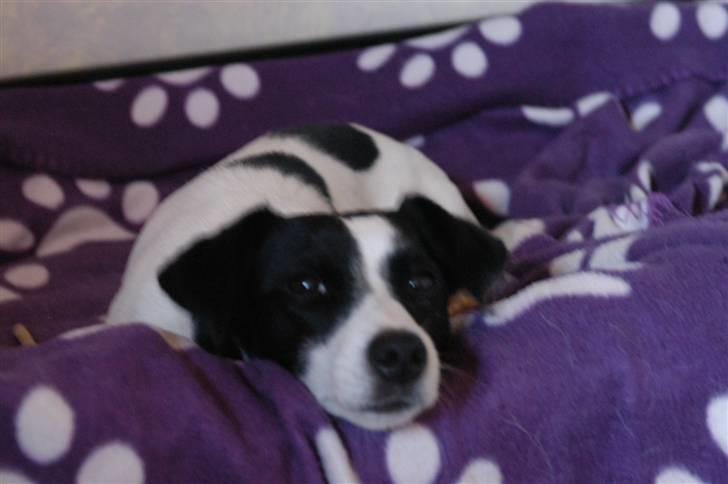 Jack russell terrier Loppen - jaja mor.... ta så det pic billede 1