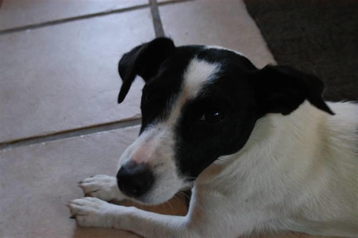 Jack russell terrier Loppen - jeg er såååååå uskyldig billede 2