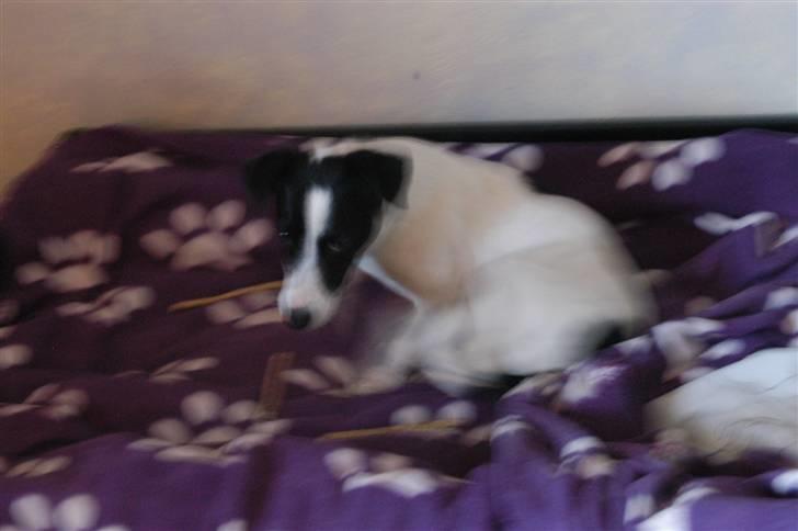 Jack russell terrier Loppen - Det er godt at bøffe Hr.larsen´s seng billede 3