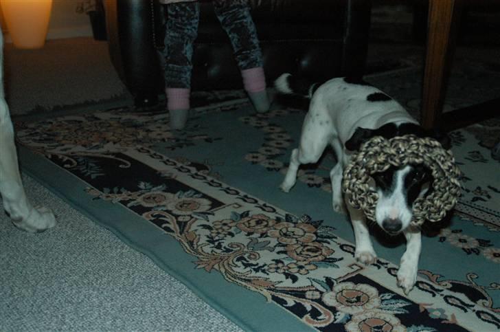 Jack russell terrier Loppen - se li min julegaveeeeeeee billede 5