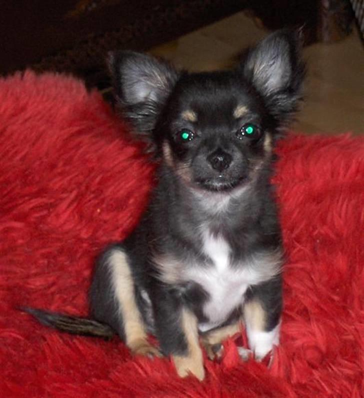 Chihuahua Hektor von Hjelmeborn billede 10