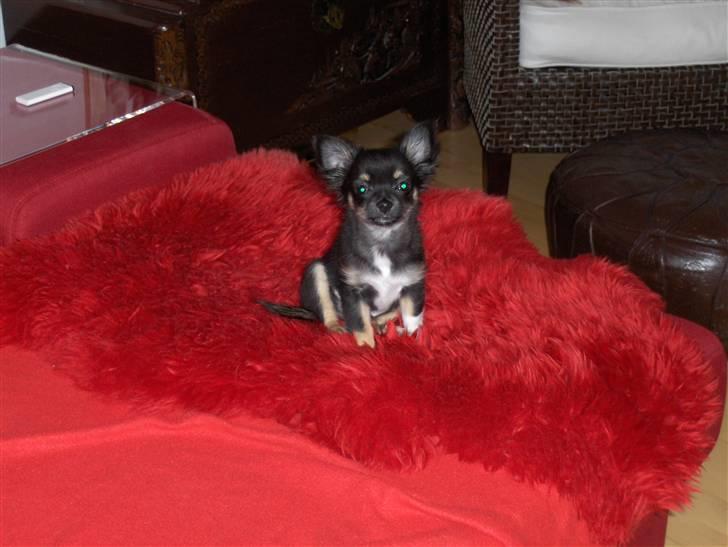 Chihuahua Hektor von Hjelmeborn billede 11