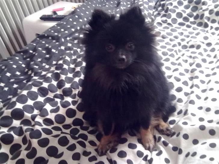 Pomeranian Choco billede 1