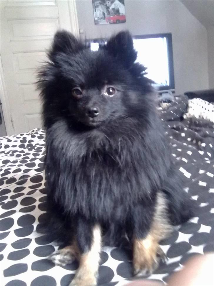 Pomeranian Choco billede 2