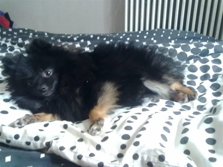Pomeranian Choco billede 3