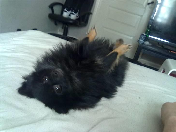 Pomeranian Choco billede 4