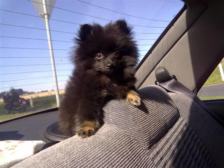 Pomeranian Choco billede 6
