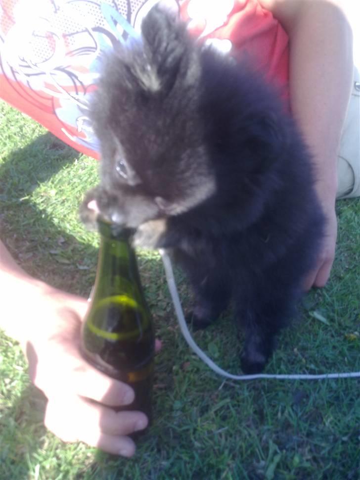 Pomeranian Choco billede 7