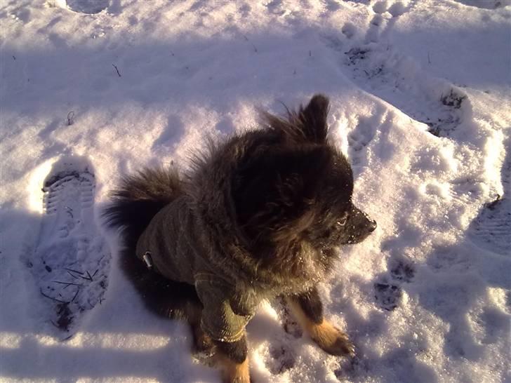 Pomeranian Choco billede 8