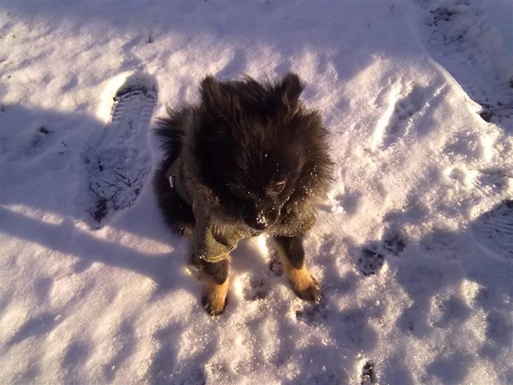 Pomeranian Choco billede 9