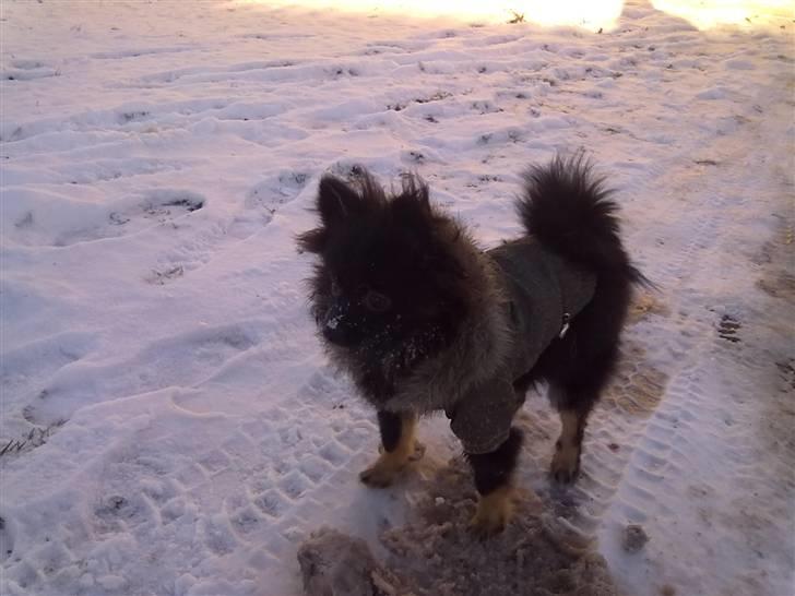 Pomeranian Choco billede 10