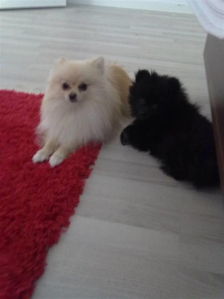 Pomeranian Choco - Choco og chuck som er choco´s bror billede 11