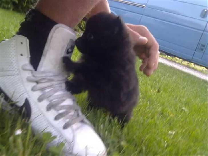 Pomeranian Choco - billede fra jeg mødte ham første gang :) billede 13