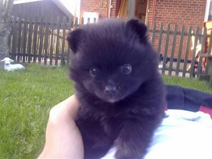 Pomeranian Choco - billede fra jeg mødte ham første gang :)  billede 14