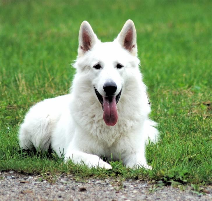 Hvid schæfer Iakin-Boaz billede 11