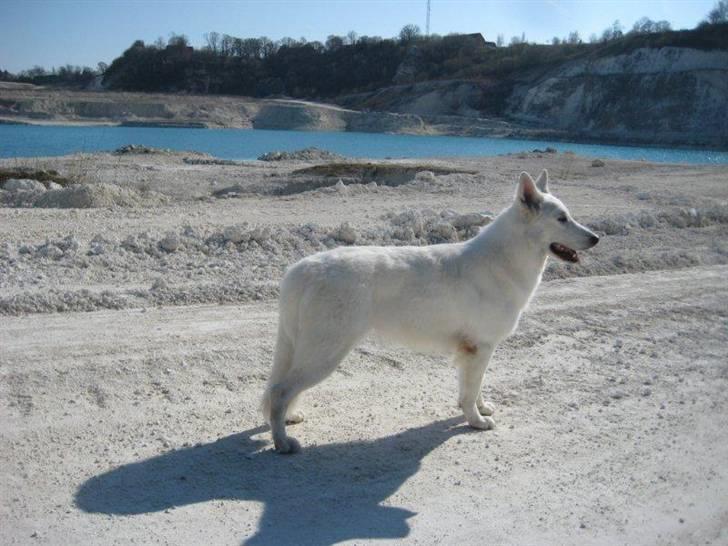 Hvid schæfer Iakin-Boaz billede 12
