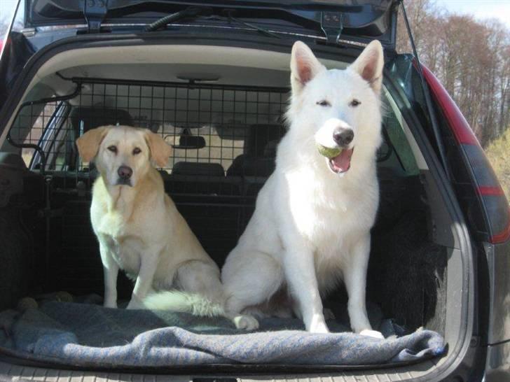 Hvid schæfer Iakin-Boaz billede 13