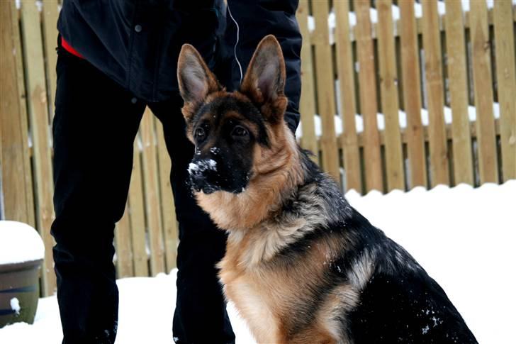 Schæferhund Haweto's Retro billede 2