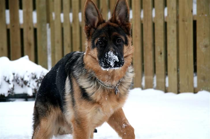 Schæferhund Haweto's Retro billede 3