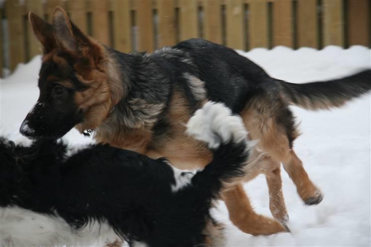 Schæferhund Haweto's Retro billede 4