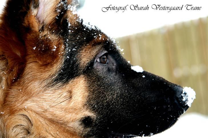 Schæferhund Haweto's Retro billede 1