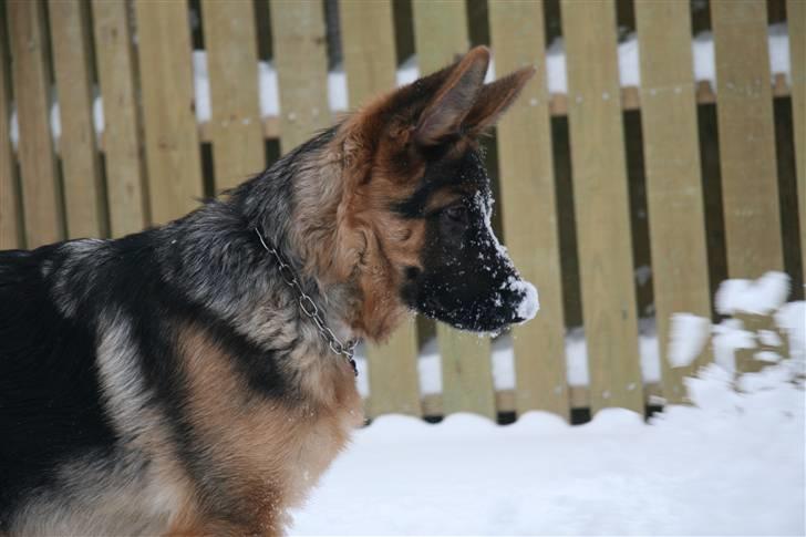 Schæferhund Haweto's Retro billede 5