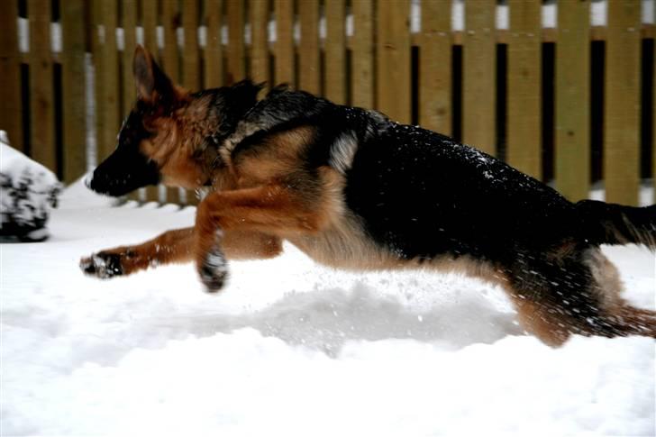 Schæferhund Haweto's Retro billede 6