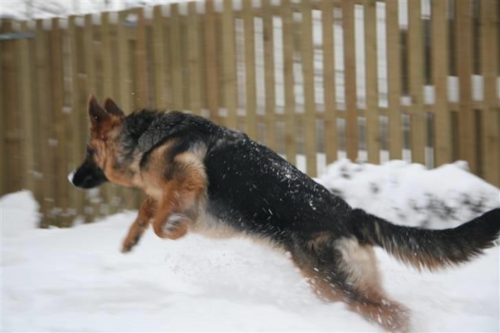 Schæferhund Haweto's Retro billede 7