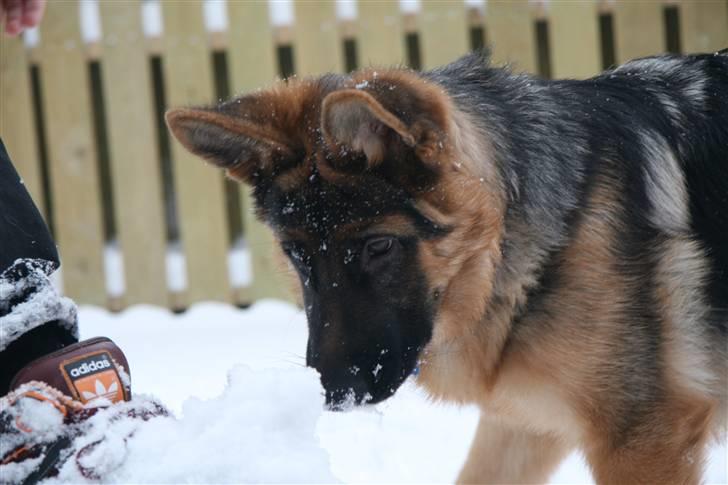 Schæferhund Haweto's Retro billede 8