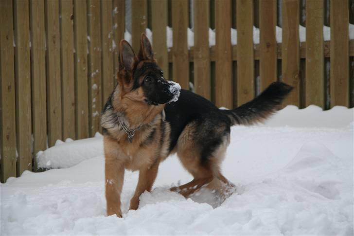 Schæferhund Haweto's Retro billede 9