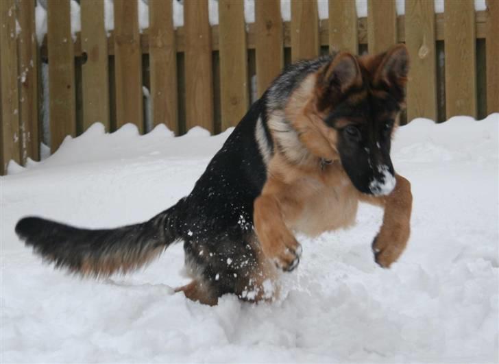 Schæferhund Haweto's Retro billede 10