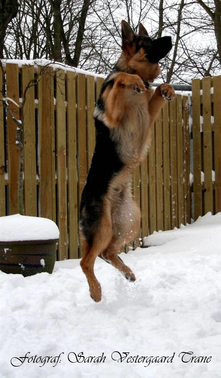 Schæferhund Haweto's Retro billede 11