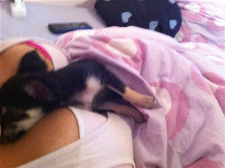 Chihuahua Belle billede 9