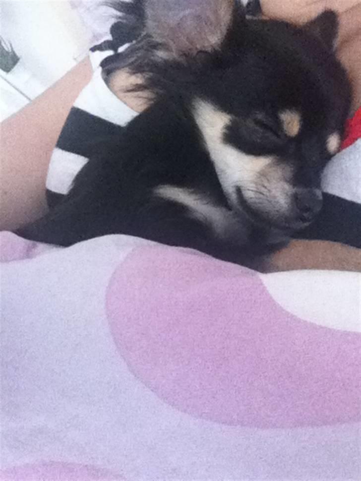 Chihuahua Belle billede 10