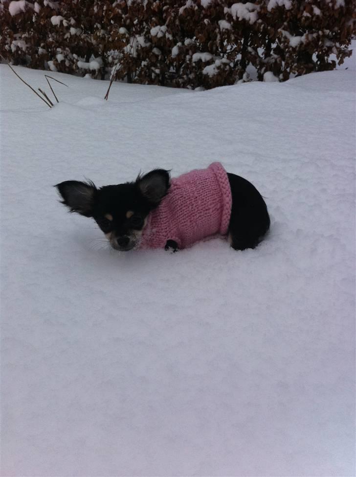 Chihuahua Belle billede 11