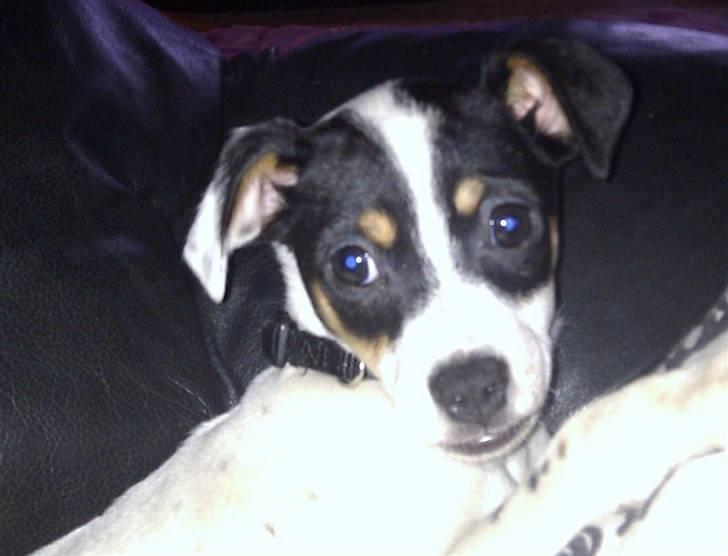 Dansk svensk gaardhund ¨˜”°º•MILLE•º°”˜¨ - MILLE billede 1