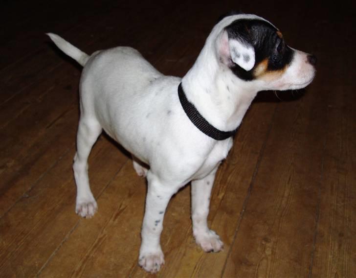 Dansk svensk gaardhund ¨˜”°º•MILLE•º°”˜¨ billede 2