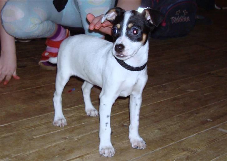 Dansk svensk gaardhund ¨˜”°º•MILLE•º°”˜¨ billede 3